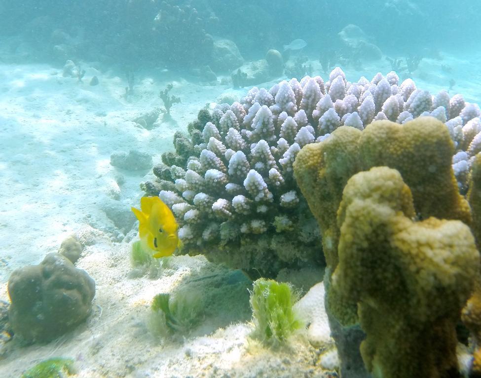 Cerf Island Resort Round Island Экстерьер фото